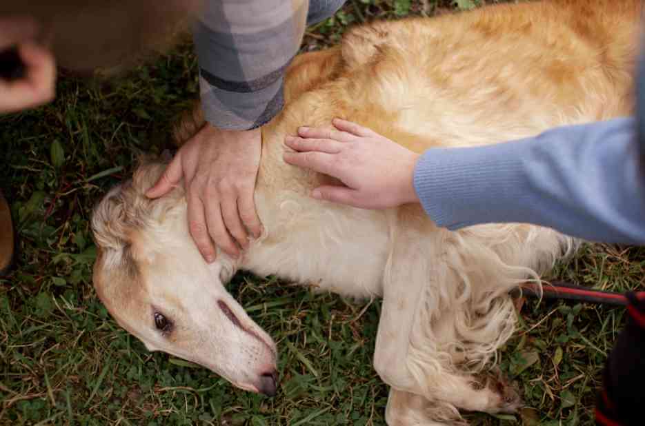 Rescued injured dog