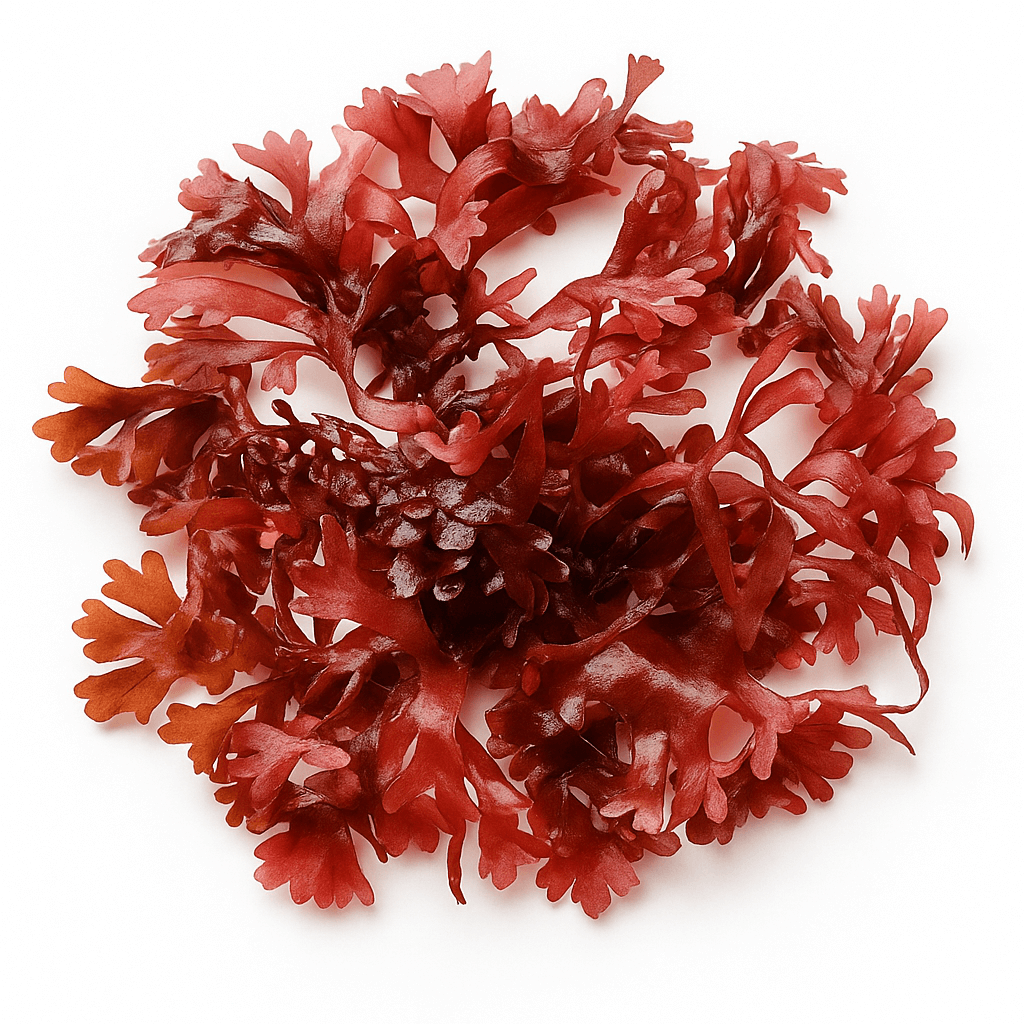 ChatGPTImageMay12025104816AM_y5oda_1024