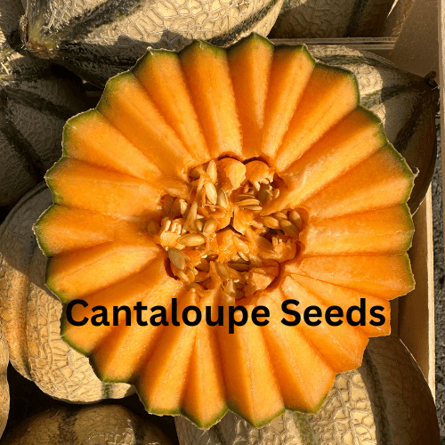 KalonjiNigellaSativa3_c4nte_500