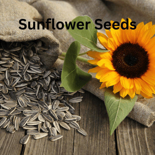 KalonjiNigellaSativa5_mznzc_500