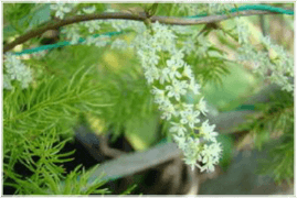 cymdm_269_4safedmusli