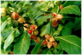 uwodu_269_6Ashwagandha