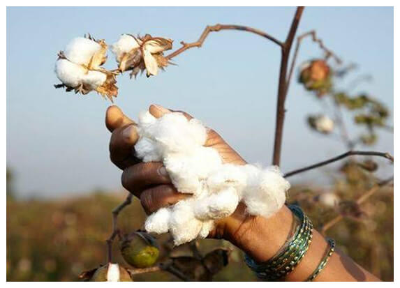 organiccotton_e0mtg_573