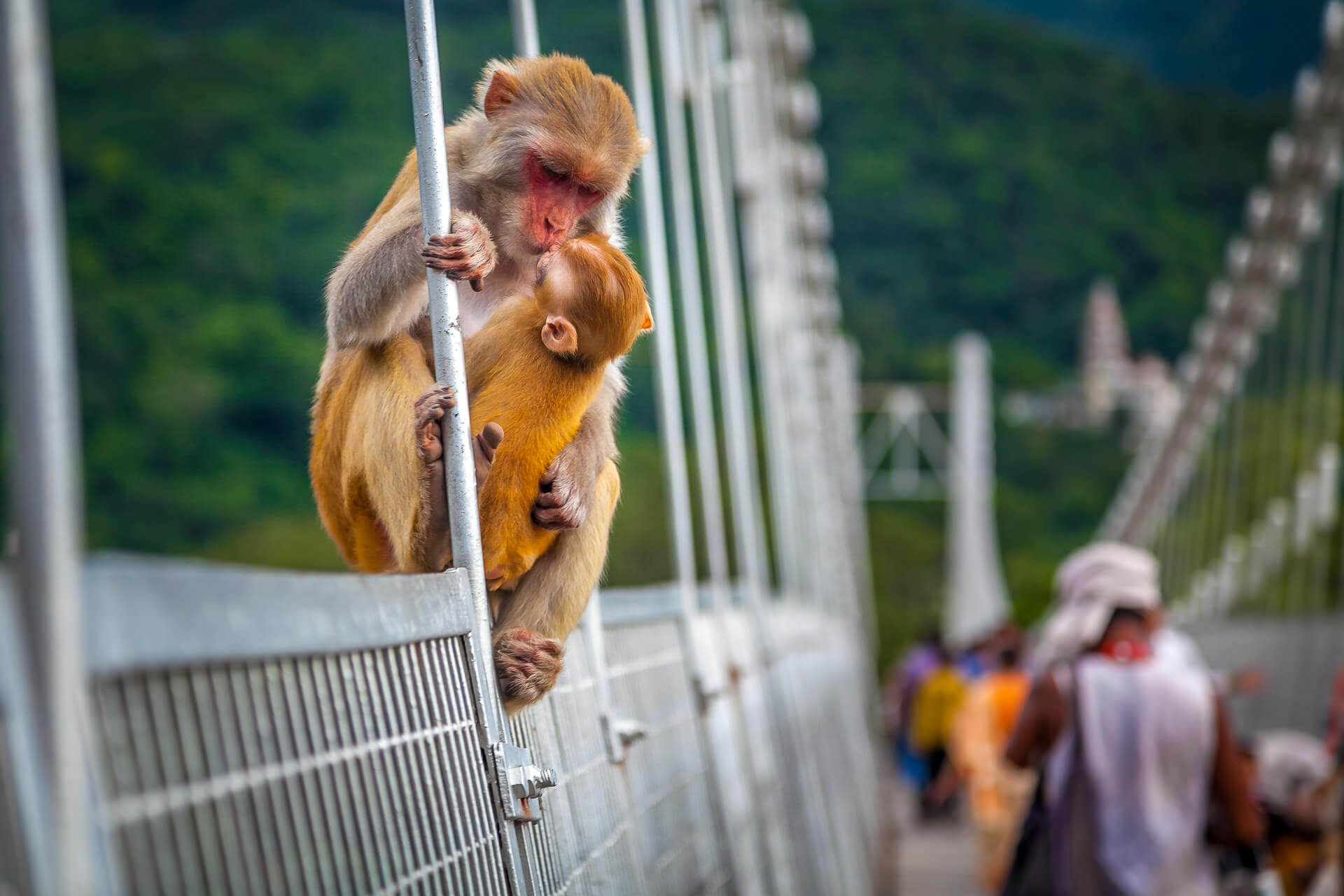 IMG3615Rishikesh10September2011_a4mzc_1920