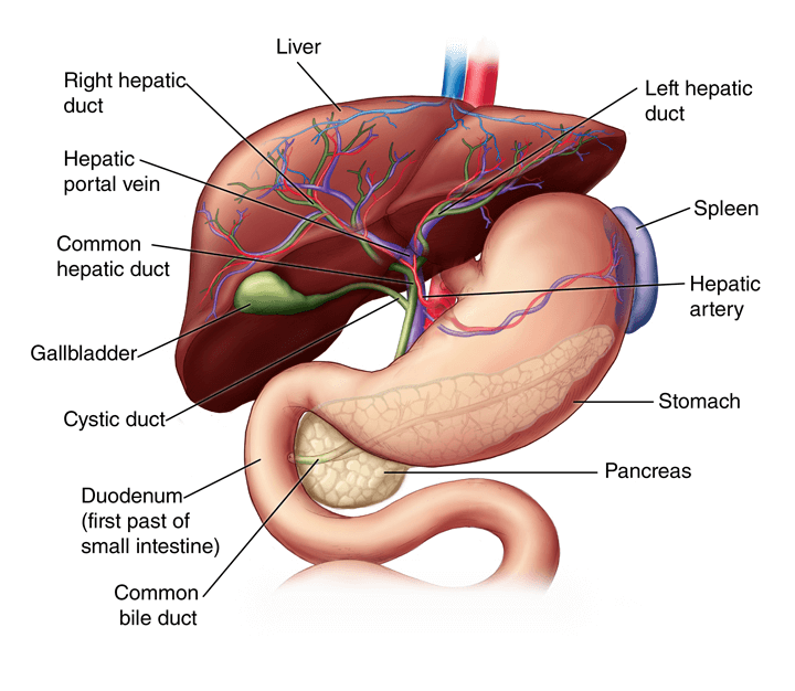 liveranatomy_kymdy_720