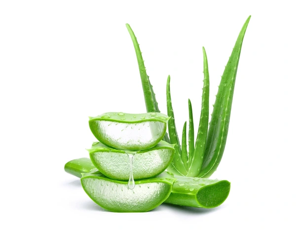 aloeveraslicedgeldripping600nw2162658879_gzoti_600