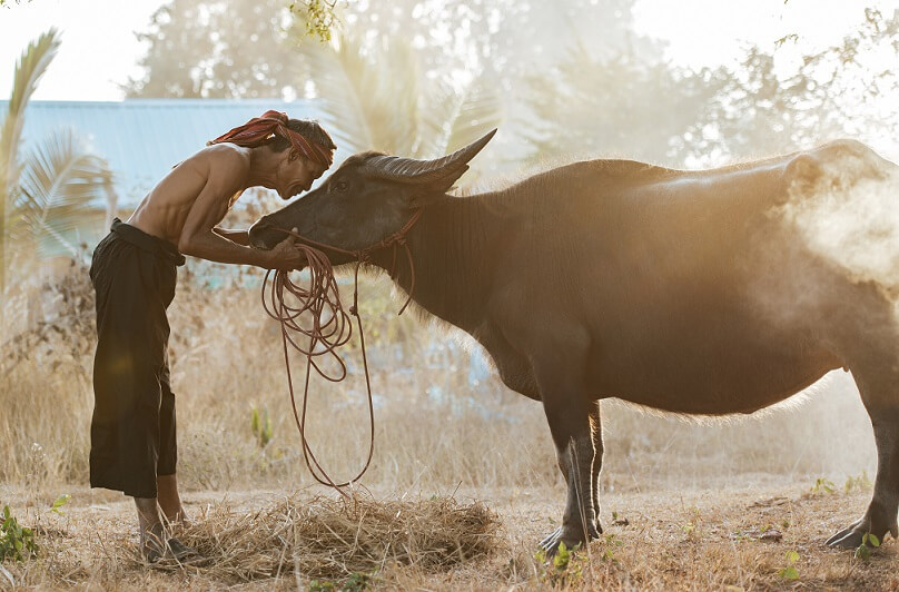 Bullock Cart Ride