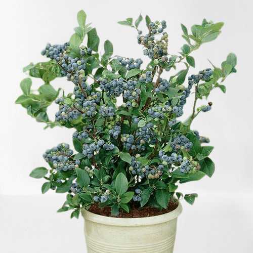 310122removebgpreview1_u3njg_500