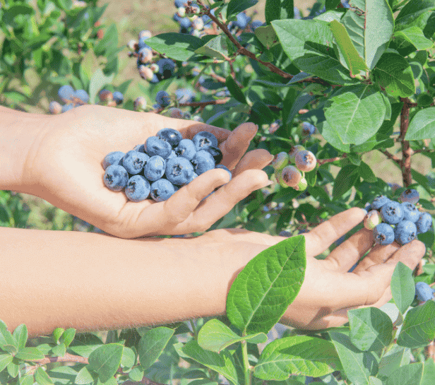 Untitled616x545px3_e3mtg_616