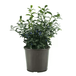 Untitleddesign3_iwntc_300