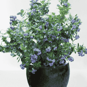 Untitleddesign4_a1mdq_300