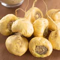 Maca Root Maca Root