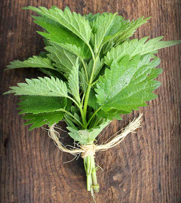 Nettle Root Nettle Root