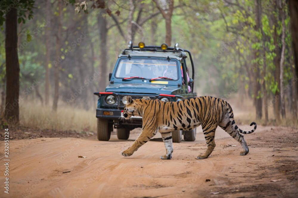 AdobeStock232051224Preview_qewyd_1000