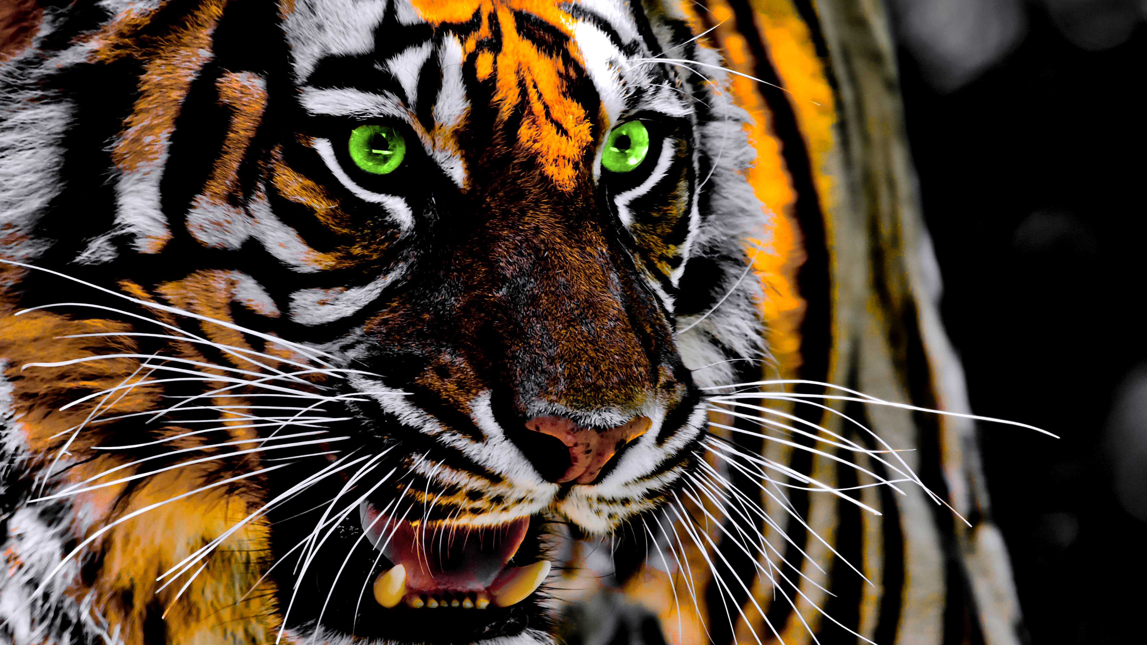roaringtiger4k2_6nbmc_3840