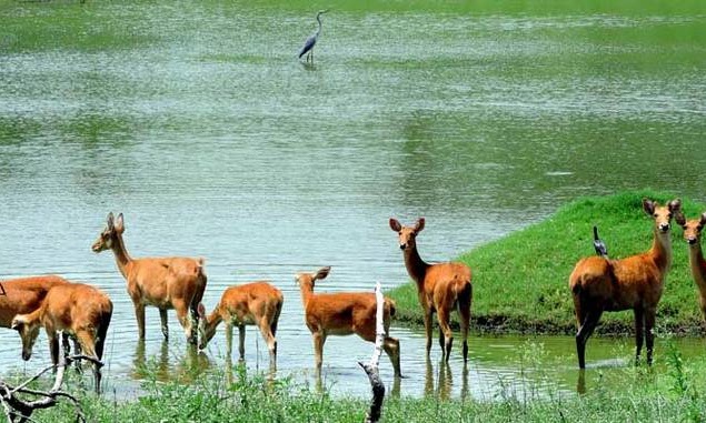 Vanviharpark_qwnzm_635