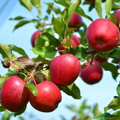 CosmicCrispHybridAppleFruitPlantForHomeGardeningAirLayeringPackOf1Z3D6TC12M0202401041_a5otk_397