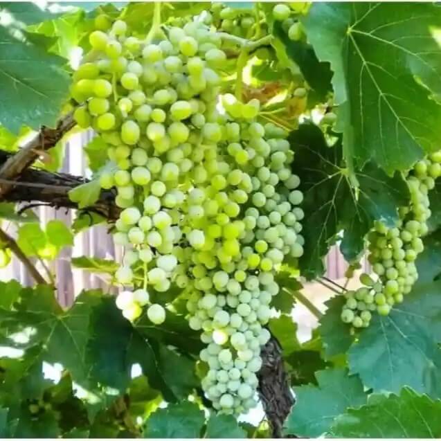 annualyesyesgrapeangoorseedlessfruitplant1potclickoriginalimagguqayzfvtf6f_axota_637