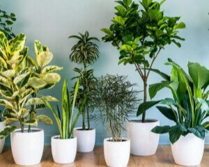 banner300x300_u3odu_300