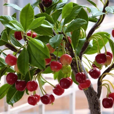 cherrytreeredripefruit600nw527539210_m3mjc_400