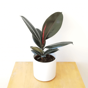 ficuselasticaburgundy5ininwhiteceramic300x300_g2njq_300