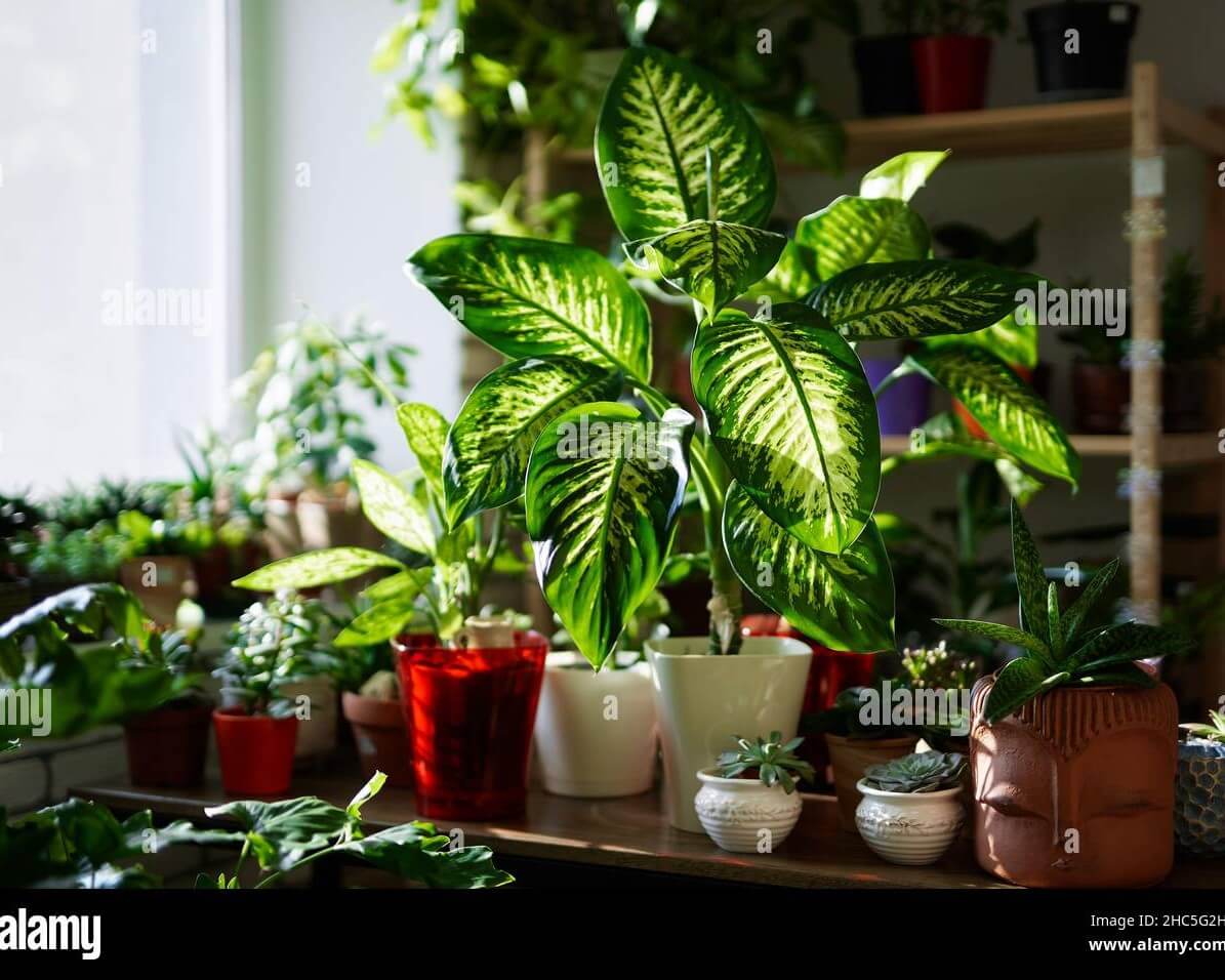 floristorbotanyconceptdecorativeplantsinpotsonatableinflowershopartificialplantsintheinteriorofgreenhousenaturalflorabackgroundhighqualityphoto2HC5G2H_q0nty_1195