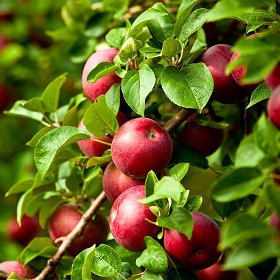 istockphoto488152916612x612_ewndk_408