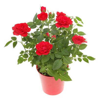 istockphoto500678280612x612_m3ndm_405