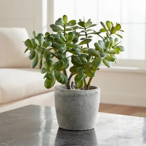 jadeplant500x500_c2ndm_500