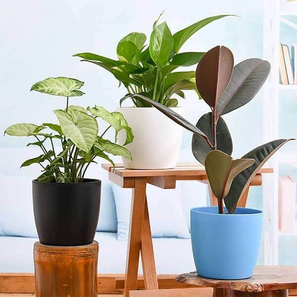 nurserylivecombopacksplantslowmaintenanceindoorplantsforhomedecoration16969011855500_mxntq_600
