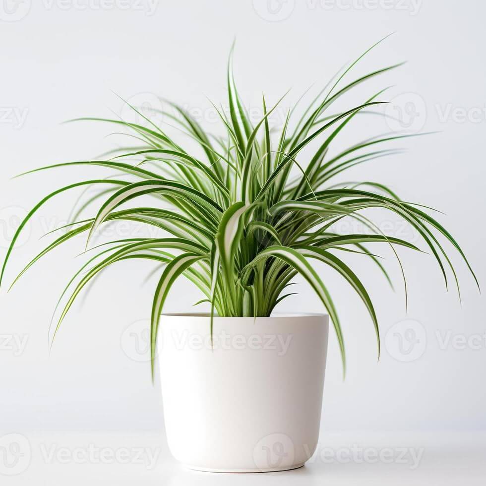 ofspiderplantinminimalistpotashouseplantforhomedecorationgenerativeaiphoto_ezndm_980
