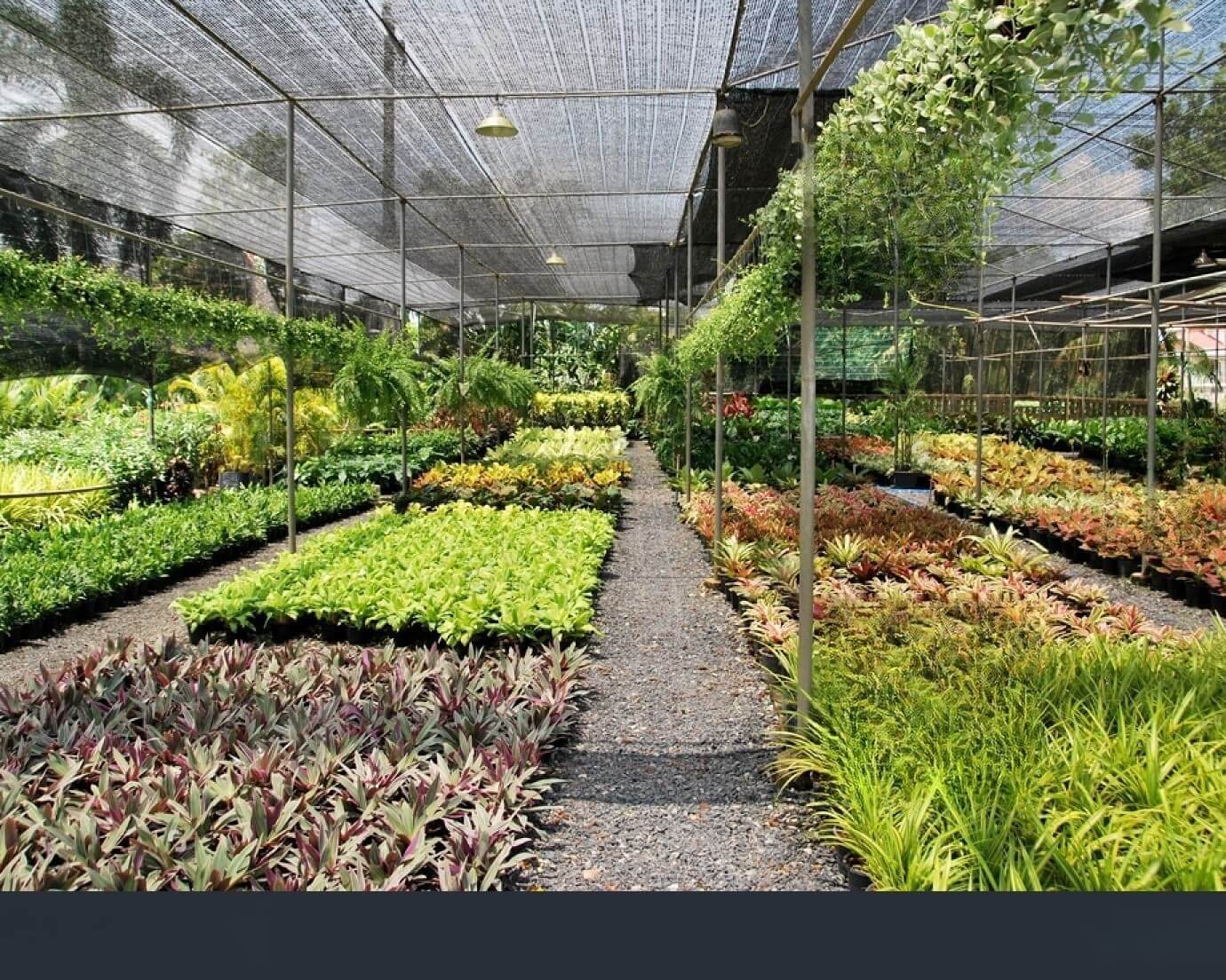plantnurseriesservices_k4ndy_1380