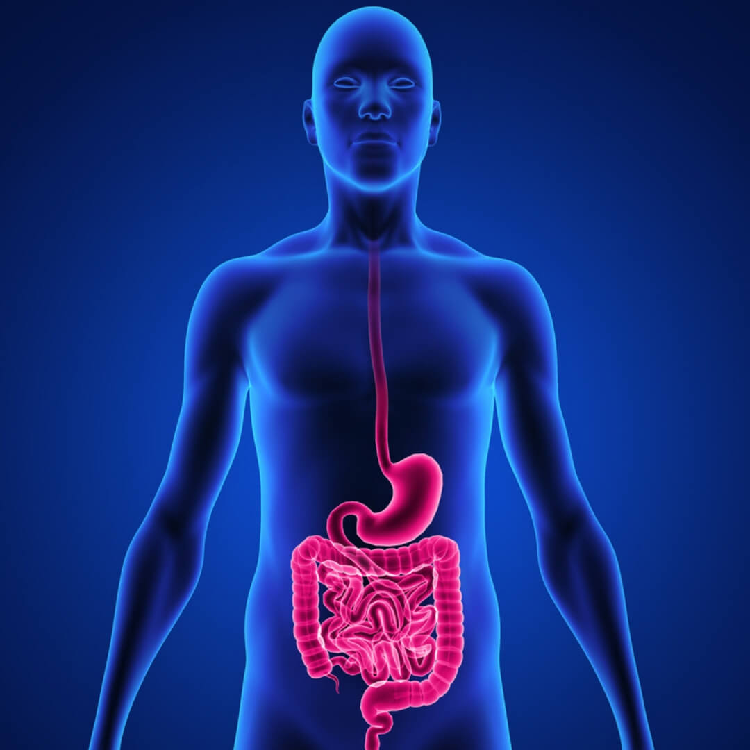 Digestion_q3mti_1080