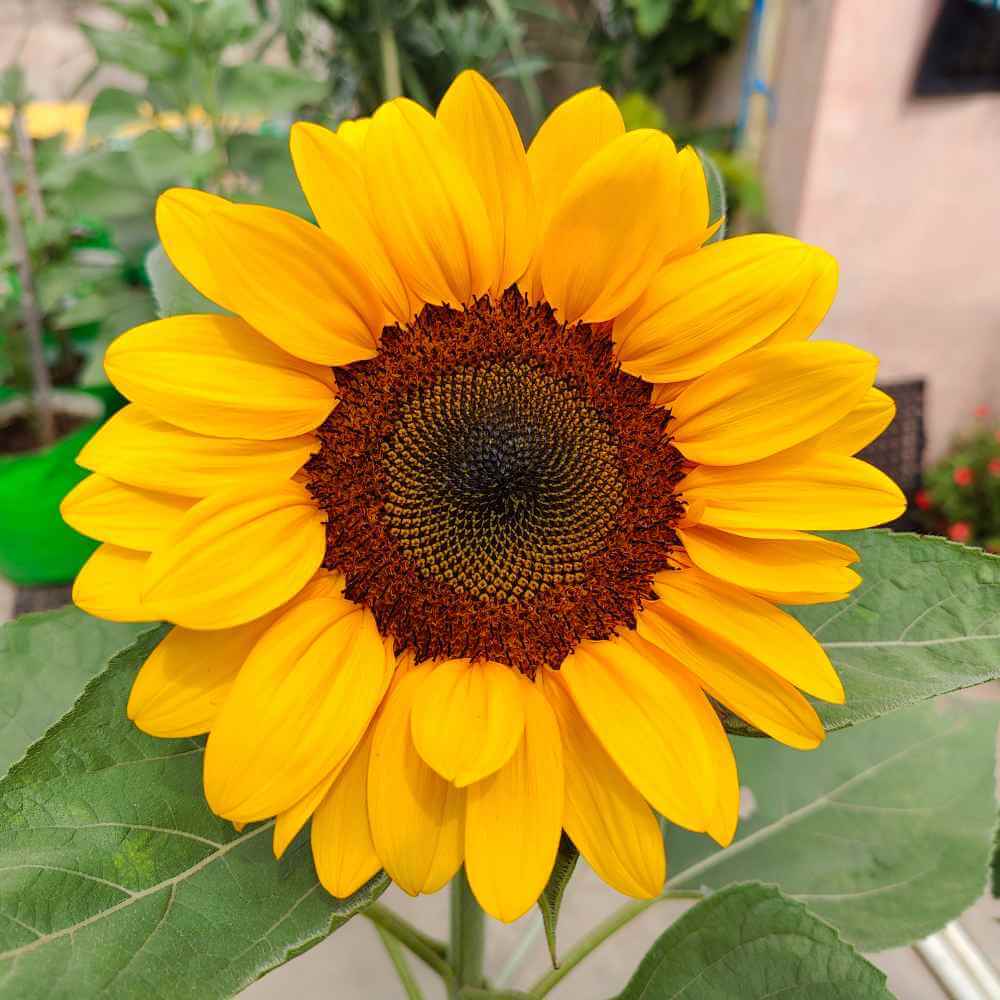 OrnamentalSunflower_i4oda_1000