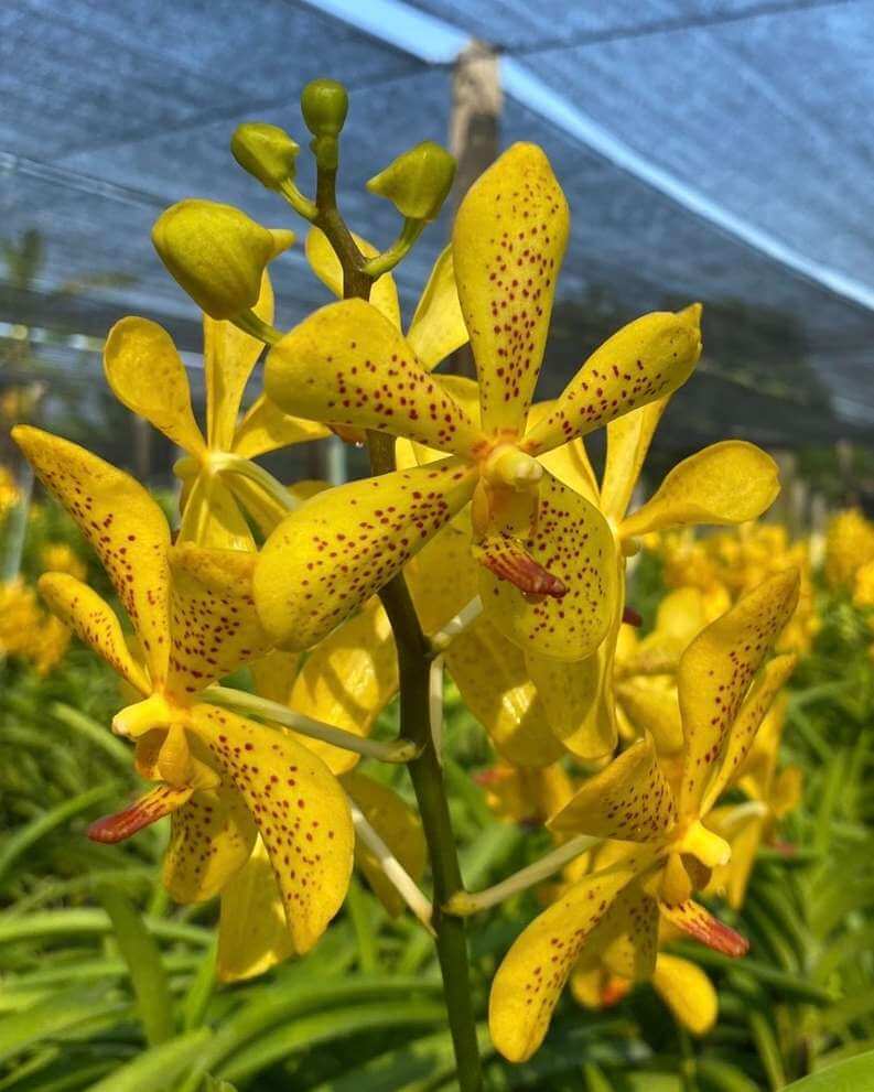 46F74807D40D493FAE605F53E4E3A13D1105c_m4mdq_793