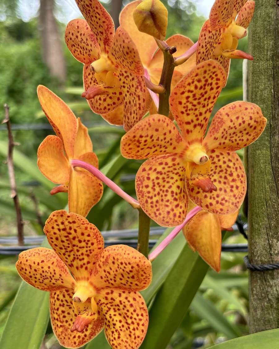 D2A08F4193144C888E0D10089EF849E91201a_a1otg_902