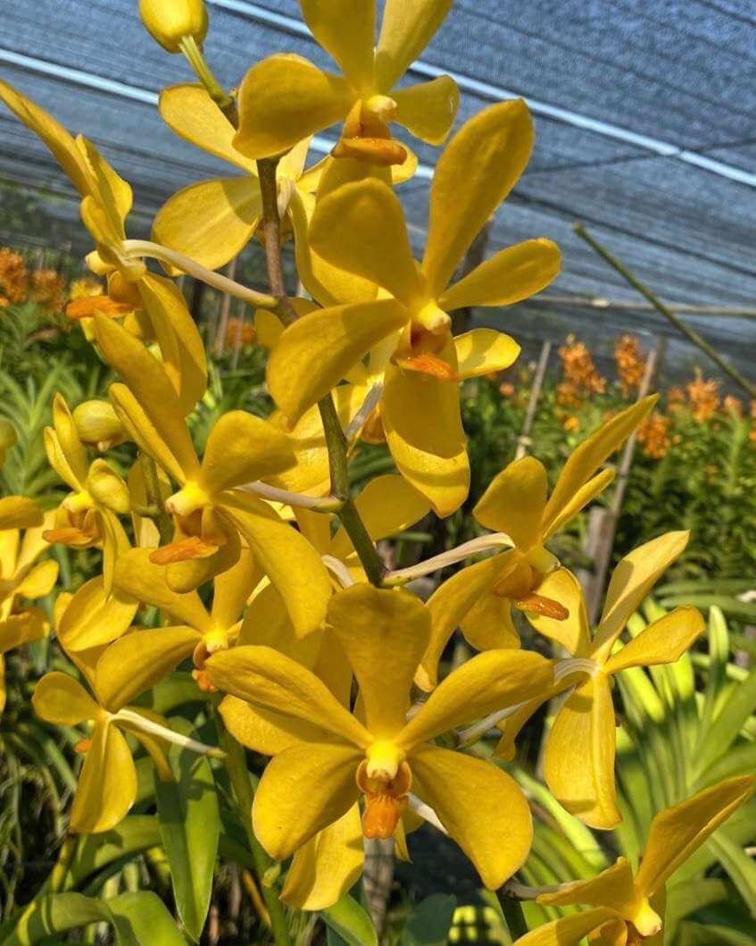 WhatsAppImage20250304at17_azodg_undefined