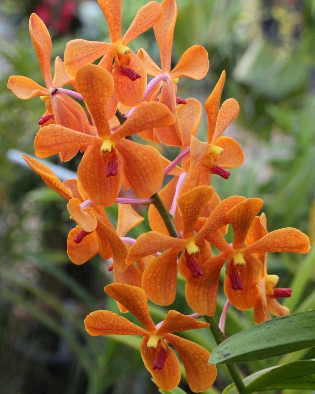 WhatsAppImage20250304at17_c1mjy_undefined