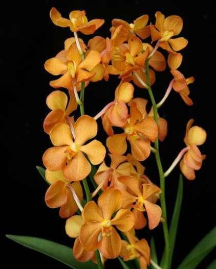 WhatsAppImage20250304at17_q4ode_undefined