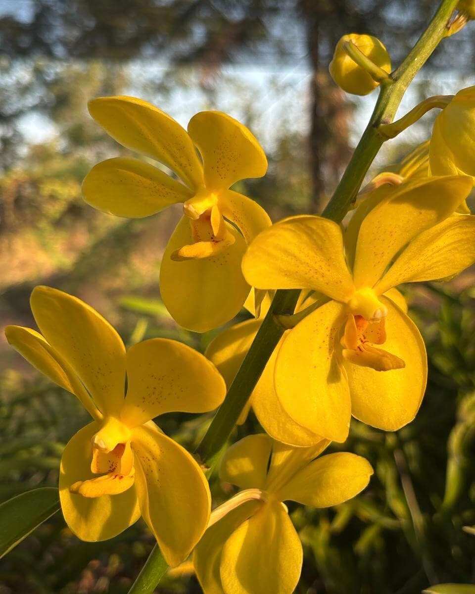 WhatsAppImage20250313at15_i2mdy_960