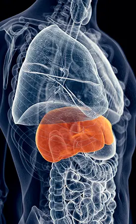 hepato burn
