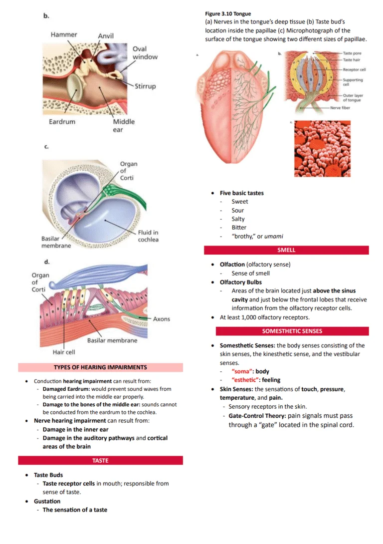 Psychology Notes Preview Sample 1