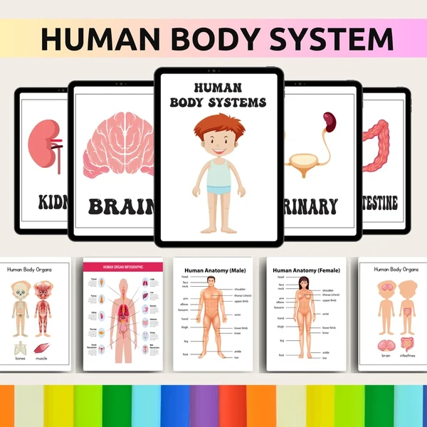 HumanBodySystem_u3nzm_600
