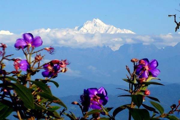 FlowersinRishyap_q2ode_600