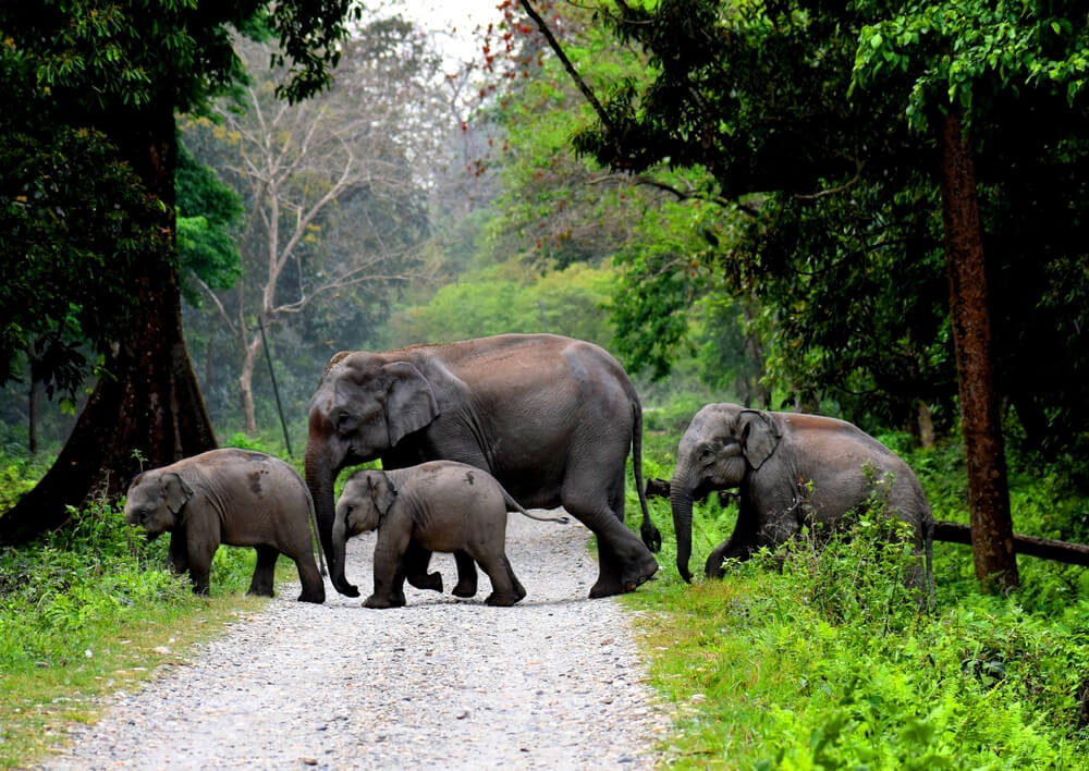 JaldaparaelephantsafariinJaldaparaNationalPark_a1mdy_1000
