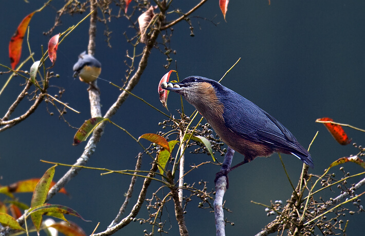 Raw28LavaLavaBirdsDSC0217ChestnutbelliedNuthatch_q0otq_undefined