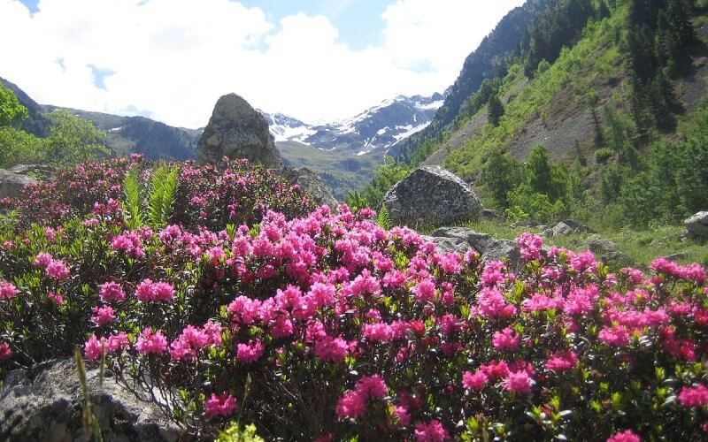 yumthangvalley_e5nju_800