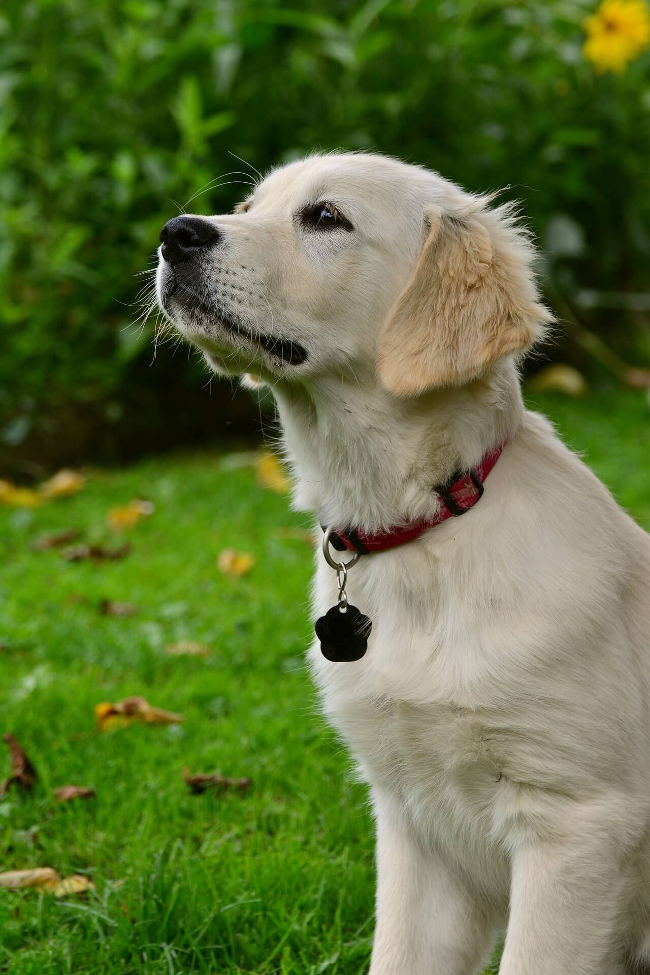 congerdesigndog25568171920_5fjpu_1280