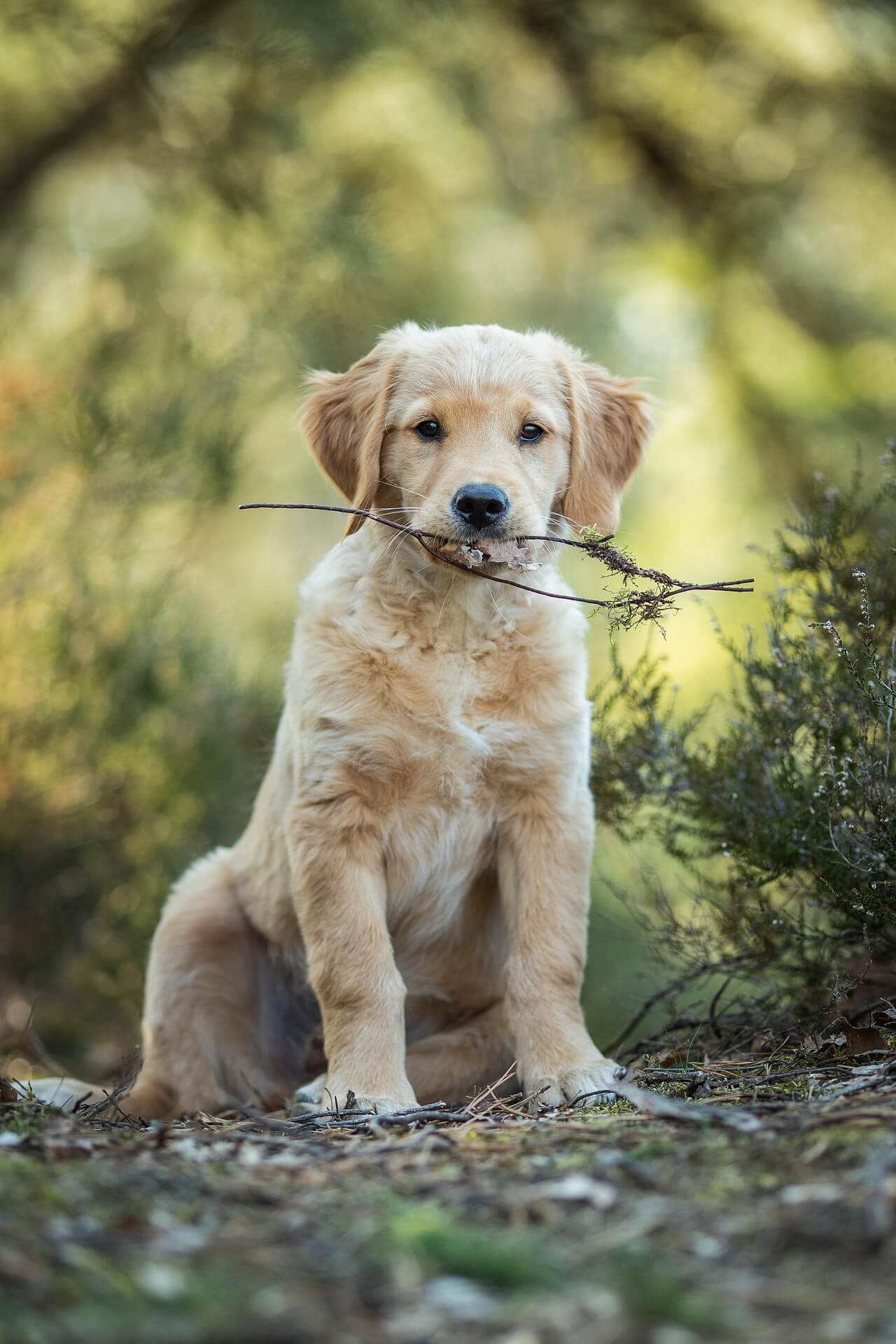 currensdog69456961920_6qidf_1280