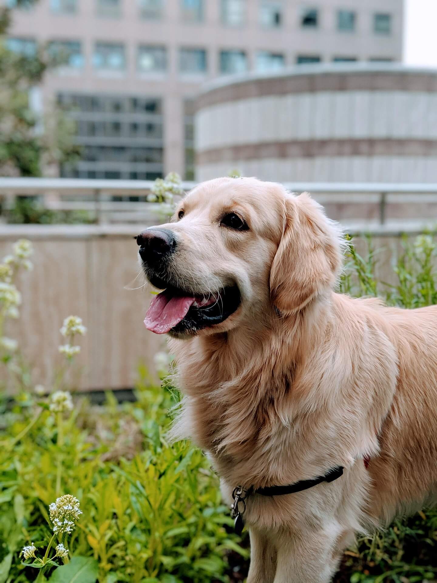 dnlrmrzsnzgoldenretriever42922541920_baozp_1440